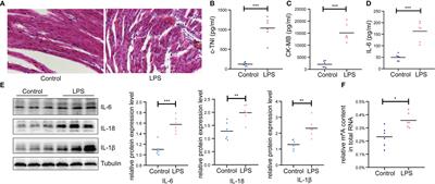 Transcriptome-wide identification of altered RNA m6A profiles in cardiac tissue of rats with LPS-induced myocardial injury